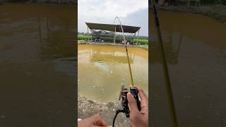 Part 2 | perdana mancing harian ikan lele