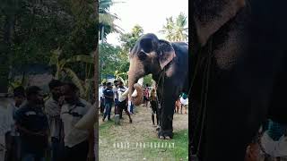 Ukkens Kunju Latest video #2023status #trending shorts #royalelephant #asianelephant  #elephant