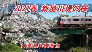 【桜】2021春　新境川堤の桜