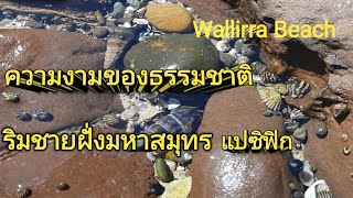 เที่ยวออสเตรเลีย อากาศดีมีแดดอุณหภูมิ 19 องศา มาว่ายน้ำ ดูปลาวาฬ ริมชายหาด Wallirra Beach