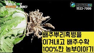 [한국농수산TV] 헐~ 배추뿌리혹병 걸린 배추를 100% 출하 했다구? 전북 익산