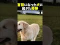 盲目になった犬に起きた奇跡の出来事 感動する話 泣ける話 shorts