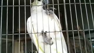 コバタン（Lesser Sulphur-crested Cockatoo）・川崎市立 夢見ヶ崎動物公園 \