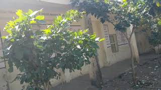 Zila Parishad school