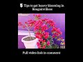 tips for bougainvillea heavy blooming