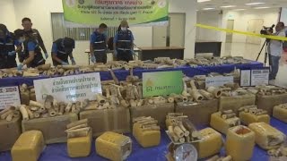 Ivory worth half a million US dollars seized in Thailand