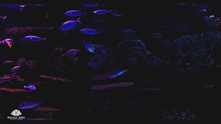 Dark Aquarium with Beautiful Fish | Relaxing Water Stream Noise | 10 Hour Sleep Sound