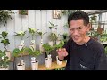 本日市場から入荷した植物達…一部ですが即売会を行います。岐阜農場から生ライブ！！