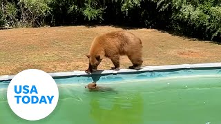 Watch as mama bear and cub take a relaxing dip in a pool