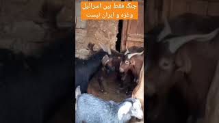 گوشه ای  از زندگی روستایی