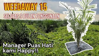 Penggunaan Weedaway 15 di Ladang Sawit.. testimoni mantap dari Ladang!! 👍👍