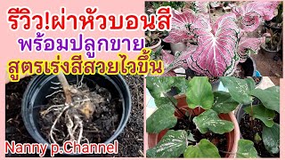 รีวิว!ผ่าหัวบอนสีฮกหลง แจกสูตรเร่งกัดสีสวยให้ไวขึ้น พร้อมปลูกขายแบบมืออาชีพ