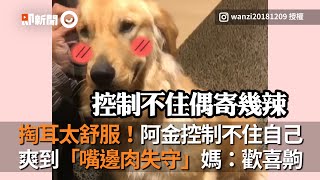 黃金獵犬掏耳太舒服 表情爽到嘴邊肉失守 狗媽：歡喜齁｜阿金｜狗狗｜寵物