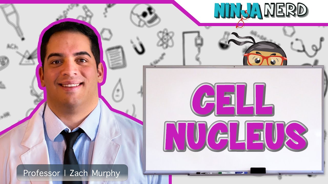 Cell Nucleus Structure Function Youtube