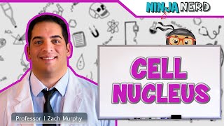 Cell Nucleus Structure & Function