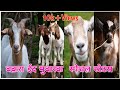 Bakra Eid Mubarak Special Status| Aayat Arif WhatsApp Status| Jumma Mubarak Status|#Shorts