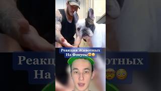 Реакция Животных на Фокусы!🤯 #shorts #животные #собака #фокус #обезьяна