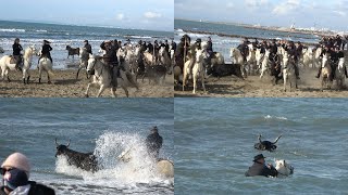 GRAU DU ROI-Abrivados des Plages-02/03/2024-Sauvetage en Mer de 2 Taureaux échappés