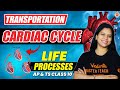 CARDIAC CYCLE |  transportation | Life Processes | AP & TS Class 10 | SSC Biology 2025