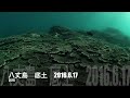 底土　サンゴの群生