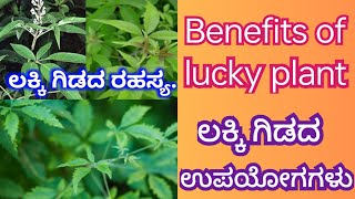 Benefits of lakki patre | lucky plant uses | ಲಕ್ಕಿ ಎಲೆಯಲ್ಲಿದೆ ಆರೋಗ್ಯದ ಗುಟ್ಟು.