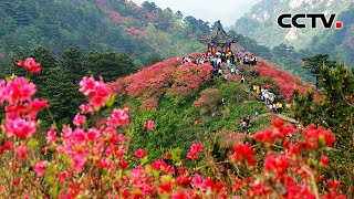 新气象！大别山开致富花 《洪湖水浪打浪》 唱出水乡新美景 | CCTV「走进老区看新貌」20220508