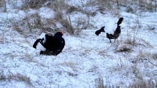 displaying black grouse