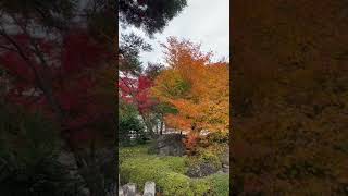 甲府市東光寺　紅葉　#shorts