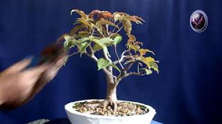 A COMPLETE BONSAI WORKSHOP ON FICUS BONSAI,