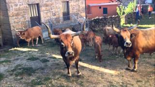 Portugal Cattle Auction 2013 S. Bento do Cando