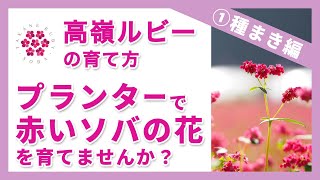 高嶺ルビーの育て方①種まき編～プランターで赤いソバの花を育てませんか？～