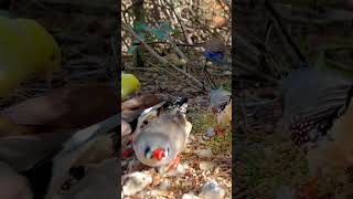 Different finches together eating seeds | Finch Sounds #bird #birds