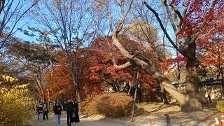 CHANGGYEONGGUNG PALACE  VISITED PLACE DURING  AUTUMN 🍂.. SEOUL KOREA 🇰🇷.