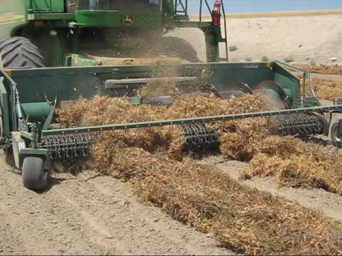 Harvesting Seed Peas Youtube