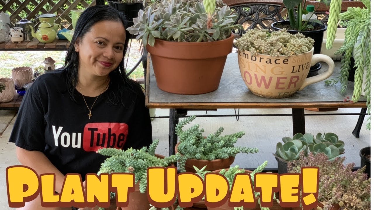 Plant Update Youtube