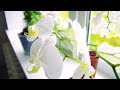 how to grow a orchid. Как вырастить орхидею. Орхидеи оптом.