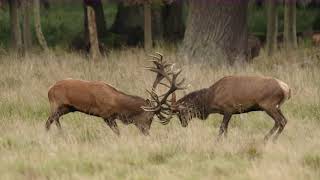 Red Deer fight