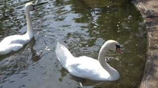 ２０１７白鳥　帰って来たよ。２羽の白鳥　餌をもらう、海ノ中道海浜公園！