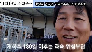 단감수확은 개화후150일전후~