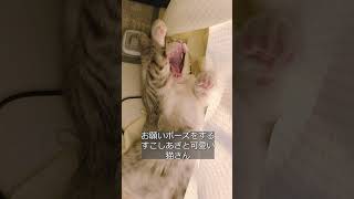 猫さんのあざと可愛いお願いポーズ #shorts #猫のいる暮らし #あざとかわいい