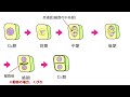 【テスト前にチェックしたいこと 】生物基礎、9 10月のテスト 中間・期末テスト に出そうなところまとめ〔現役塾講師解説、高校生物、生物基礎、2022年度版〕