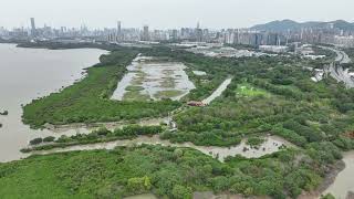 20230406 Shenzhen Futian, Apr 6, 2023 深圳湾公园红树林自然保护区