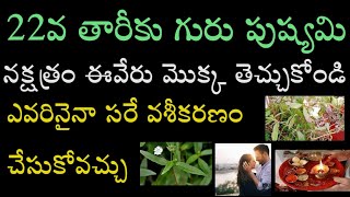 22వ తారీకు గురు పుష్యమి నక్షత్రం ఈ వేరు మొక్క తెచ్చుకోండి ఎవరినైనా సరే వశీకరణం చేసుకోవచ్చు