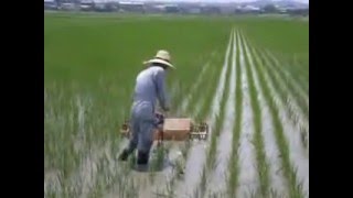 中耕機による除草作業