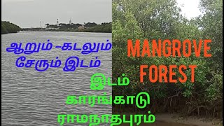 Karangadu Mangrove Forest/ஆறும்-கடலும் சேரும் இடம்,  #Karu Vizhigal