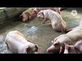 แย่จัง…เมื่อหมูเป็นไส้เลื่อนรักษาอย่างไรดี.. how to remedy hernia sick pig am farm pigs farm