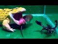 Awesome!! Asian Bullfrog With Big Scorpion And Mouse! Asian Bullfrog Live Feeding