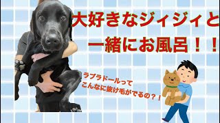 お風呂が嫌いなラブラドールレトリバー