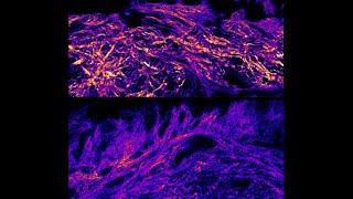 The Science of Skin