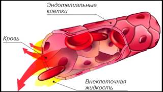 Сосуды, капилляры